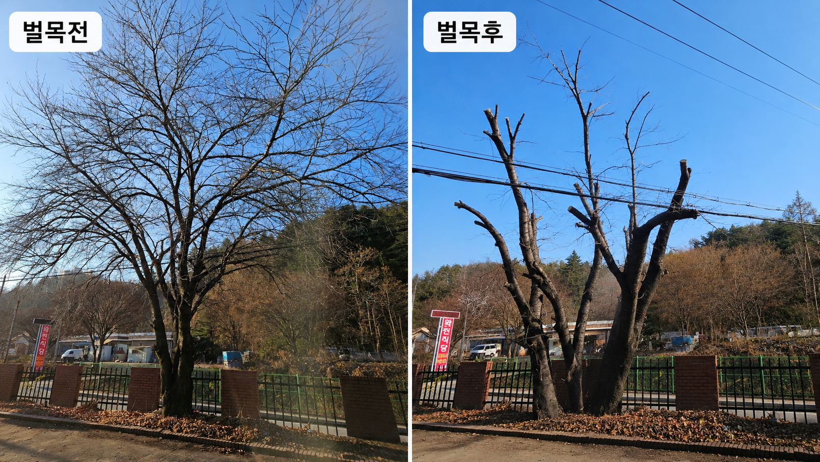 대형 수목 벌목