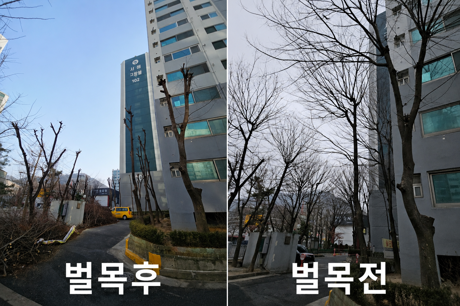 주택 및 건물 주변 벌목